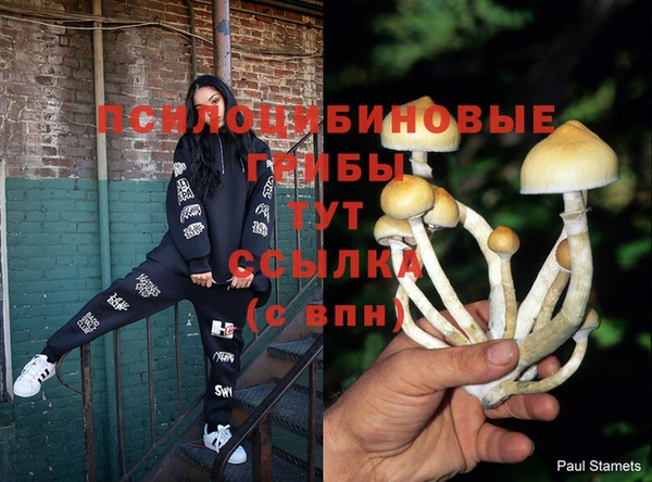 PSILOCYBIN Заводоуковск